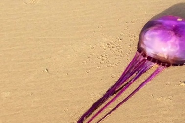 Sinh vật màu tím hiếm gặp trôi dạt vào bờ biển