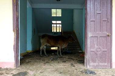 Trụ sở hoành tráng trở thành nơi... nuôi heo, nhốt bò