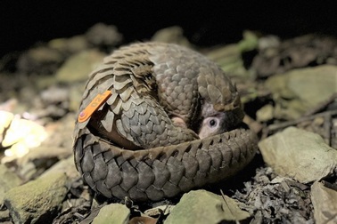 Vượt 600km tái thả 15 cá thể tê tê java quý hiếm