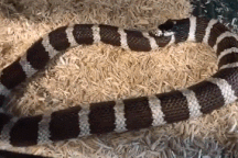 Rắn vua tự nuốt chính mình vì quá đói