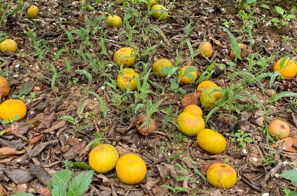 Nước mắt người trồng quýt ở vùng đất đỏ bazan - 4 Nước mắt người trồng quýt ở vùng đất đỏ bazan - 4