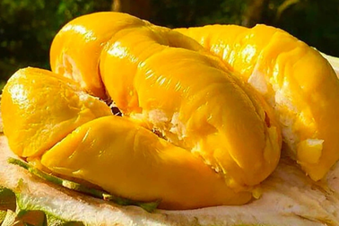 Trung Quốc cảnh báo 30 lô sầu riêng của Việt Nam, vì sao thế?