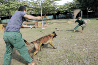 Chó dữ thả rông và những vấn đề pháp lý