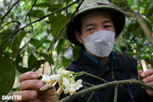 "Xe duyên" cho hoa của loại cây mang về tiền tỷ mỗi năm