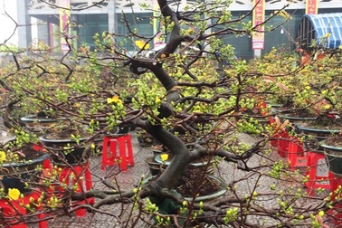 Ngây ngất ngắm những “lão mai” giá hàng chục triệu đồng