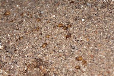 Vụ gián đất ở Bắc Ninh: Sở KHĐT cấp phép cho doanh nghiệp nuôi