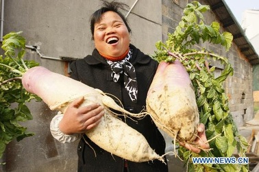 Củ cải khổng lồ 