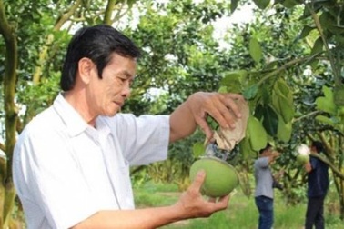 Gặp “cha đẻ” của chanh không hạt và “phù thuỷ” bưởi hồ lô