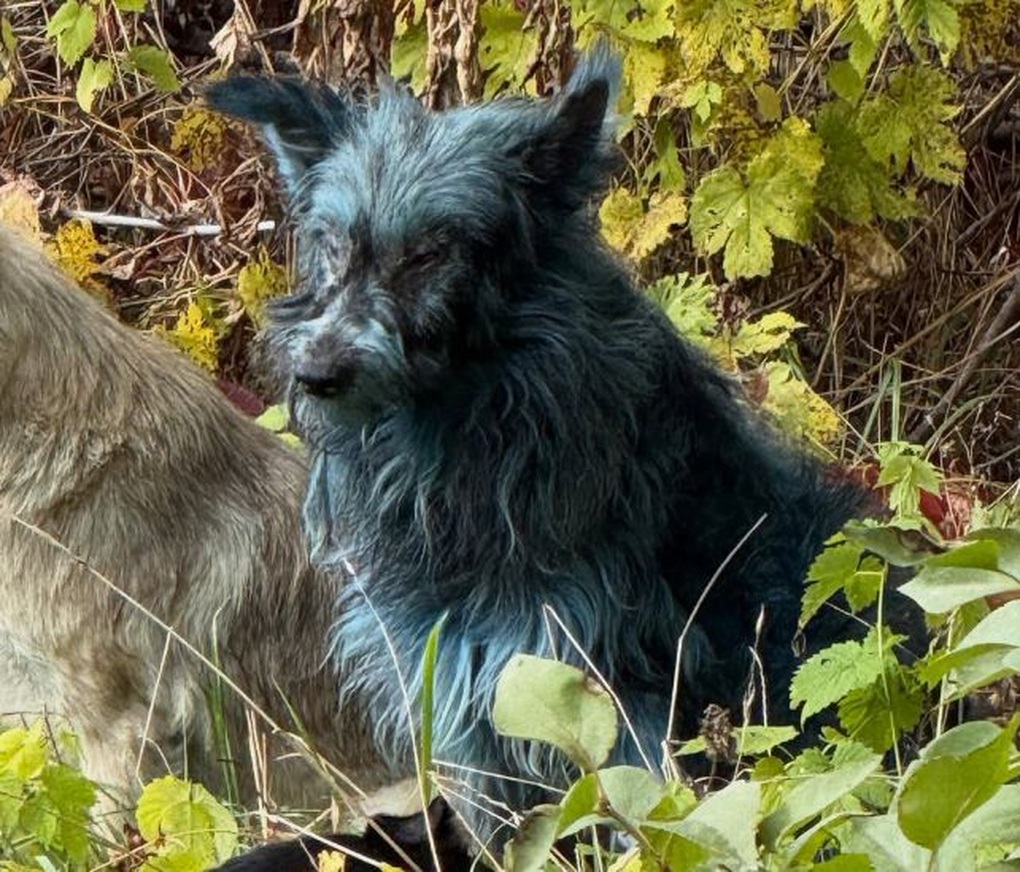 សត្វឆ្កែនៅក្នុងតំបន់មិនរាប់បញ្ចូល Chernobyl ផ្លាស់ប្តូរពណ៌រោមទៅជាពណ៌ខៀវភ្លឺ - 2 Chó ở vùng cấm Chernobyl đổi màu lông thành xanh sáng - 2