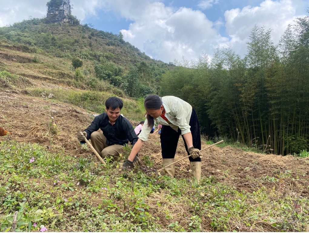 Mô hình trồng dược liệu của bà con dân tộc ở huyện Nguyên Bình, Cao Bằng - 1 Mô hình trồng dược liệu của bà con dân tộc ở huyện Nguyên Bình, Cao Bằng - 1
