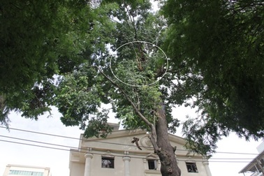 Cây cổ thụ liên tục gãy nhánh, đe dọa người đi đường