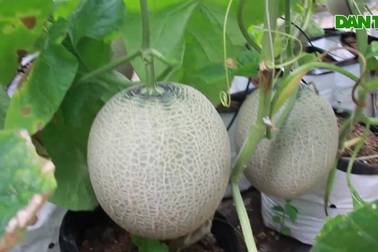 Người dân bỏ túi hàng trăm triệu đồng nhờ mô hình dưa lưới