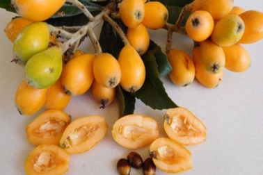 Sự thật về quả biwa Nhật 4 triệu/kg khiến dân Hà Thành phát “sốt”