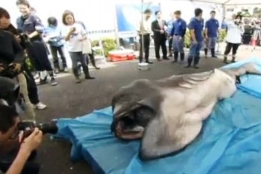 Bắt được cá mập miệng rộng cực hiếm ở Nhật Bản	