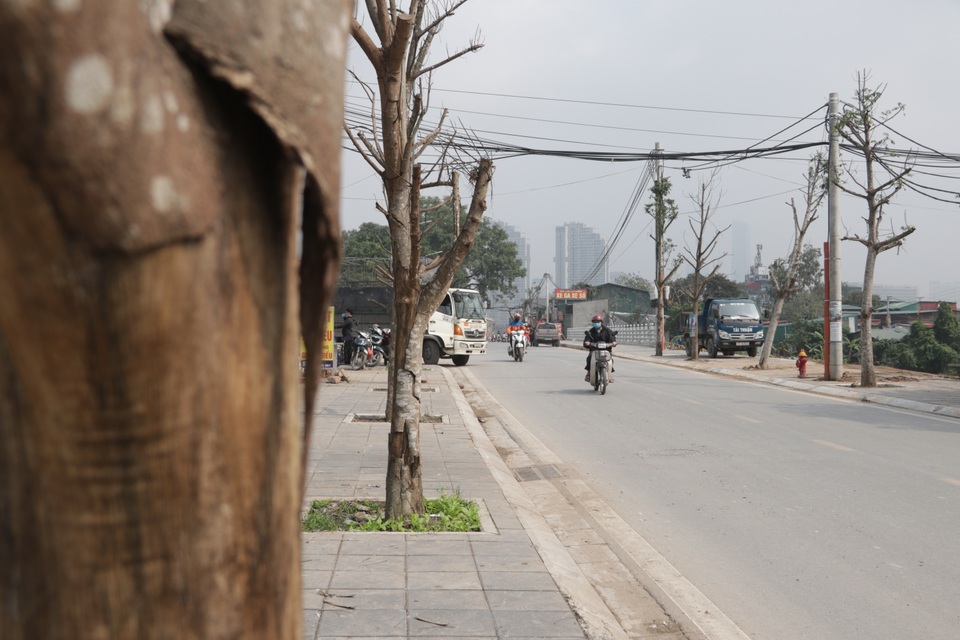 Hà Nội: Hàng trăm cây xanh chết khô trên con đường mới mở - 10 Hà Nội: Hàng trăm cây xanh chết khô trên con đường mới mở - 10