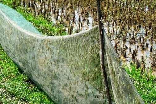 Đi xe máy lượn khắp đồng săn tôm bay, kiếm tiền triệu mỗi ngày - 2 Đi xe máy lượn khắp đồng săn tôm bay, kiếm tiền triệu mỗi ngày - 2