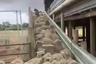 Thán phục khả năng xử lý đầy tài tình của chú chó chăn cừu