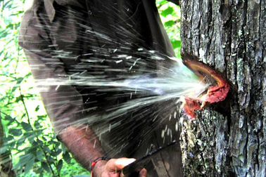 Nước từ thân cây bắn ra xối xả như mở vòi phun