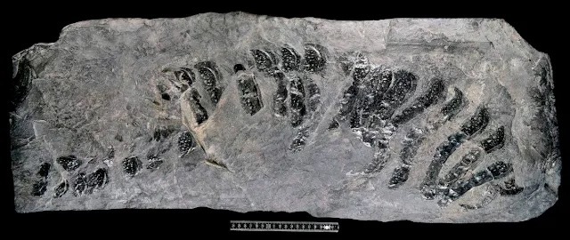 Những quái thú khổng lồ từng ngự trị Trái đất - 13