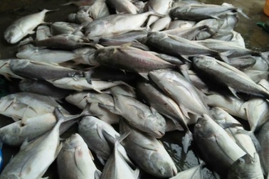 Hơn 100 tấn cá lồng chết sạch