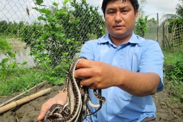 Nuôi rắn, kiếm hàng nghìn "đô" mỗi tháng