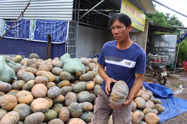 Cho rằng thương lái ép giá, dân “găm” hàng trăm tấn bí đỏ trên rẫy