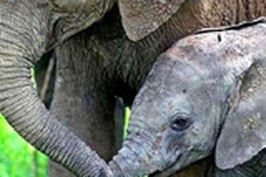 Phân voi đắt hàng như... tôm tươi