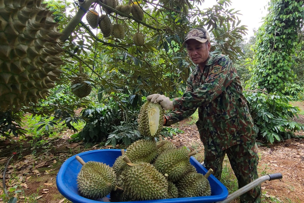 Nông dân trồng cây tỷ đô và thương lái từ mặt nhau vì... mưa - 1