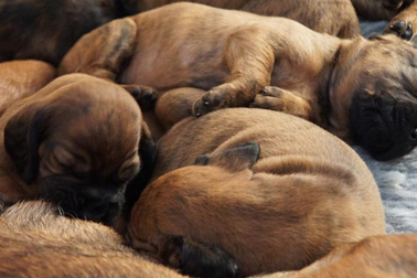 Hy hữu ca sinh "khủng" 21 chú chó con