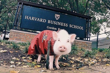 Chú lợn “số hưởng” nhất, được vi vu du lịch khắp thế giới