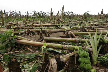 Hàng chục hecta ngô, chuối “bay” theo giông lốc, người dân khốn khổ kêu trời