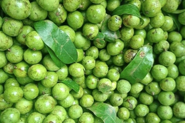 Những ai nên hạn chế ăn sấu?