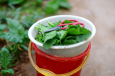 Ngâm rau trong nước muối, sai lầm tai hại bà nội trợ nào cũng mắc