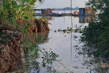 50 hộ dân gấp rút di tản vì sạt lở đê bao sông Cổ Chiên