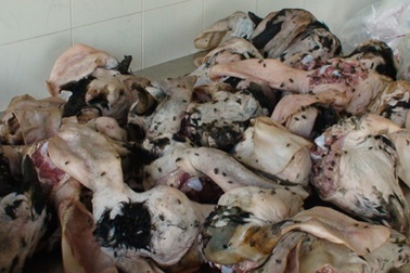 Bắt gần 100 kg thịt dê thối và 100 nghìn quả trứng cút bẩn