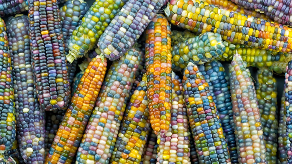 Unique rainbow-colored corn - 1