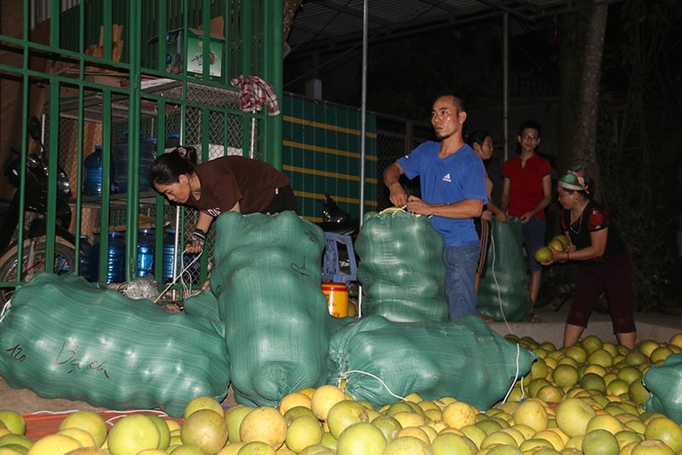 Cận cảnh trắng đêm đưa trái đặc sản lên tàu xe kịp phục vụ Tết độc lập - 2 Cận cảnh trắng đêm đưa trái đặc sản lên tàu xe kịp phục vụ Tết độc lập - 2