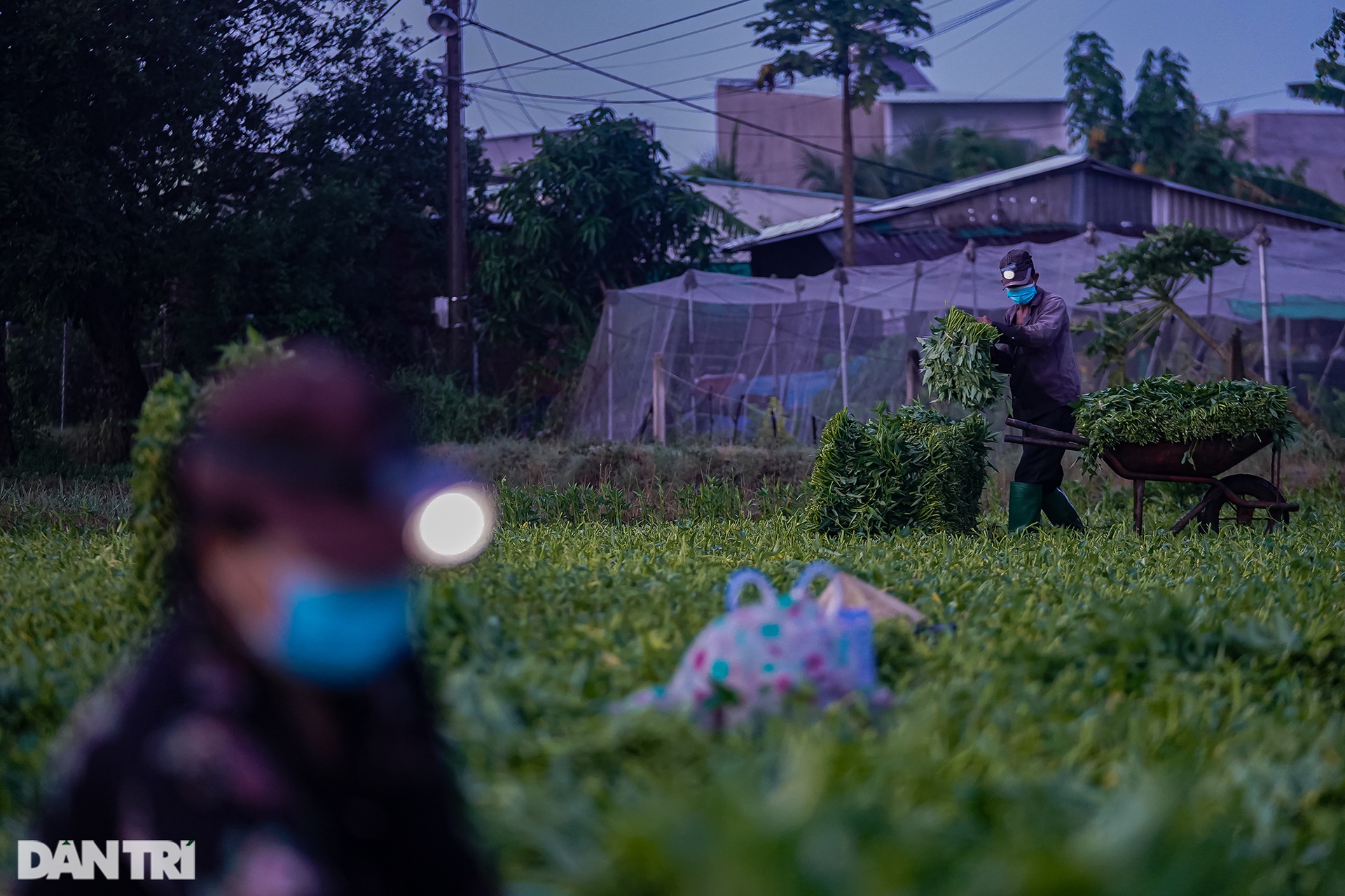Hàng nghìn bó rau nghĩa tình gửi tặng người dân vùng dịch ở TPHCM - 2