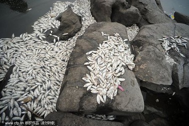 Cá chết hàng loạt ở Trung Quốc