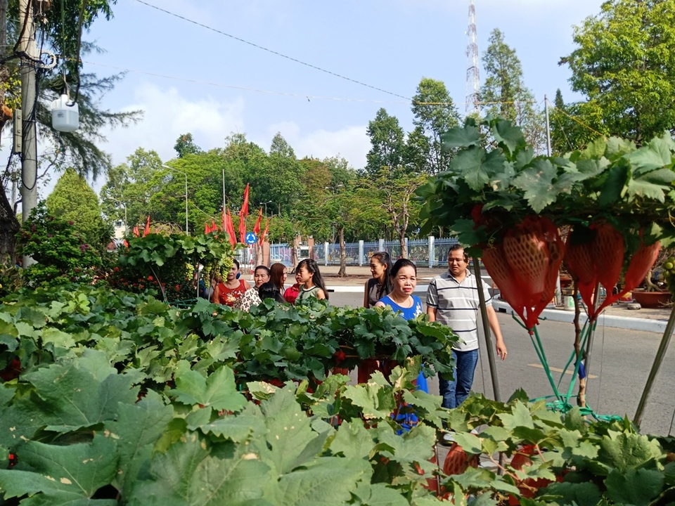 Kiểng nho lạ mắt, giá bạc triệu hút khách đến xem - 9 Kiểng nho lạ mắt, giá bạc triệu hút khách đến xem - 9