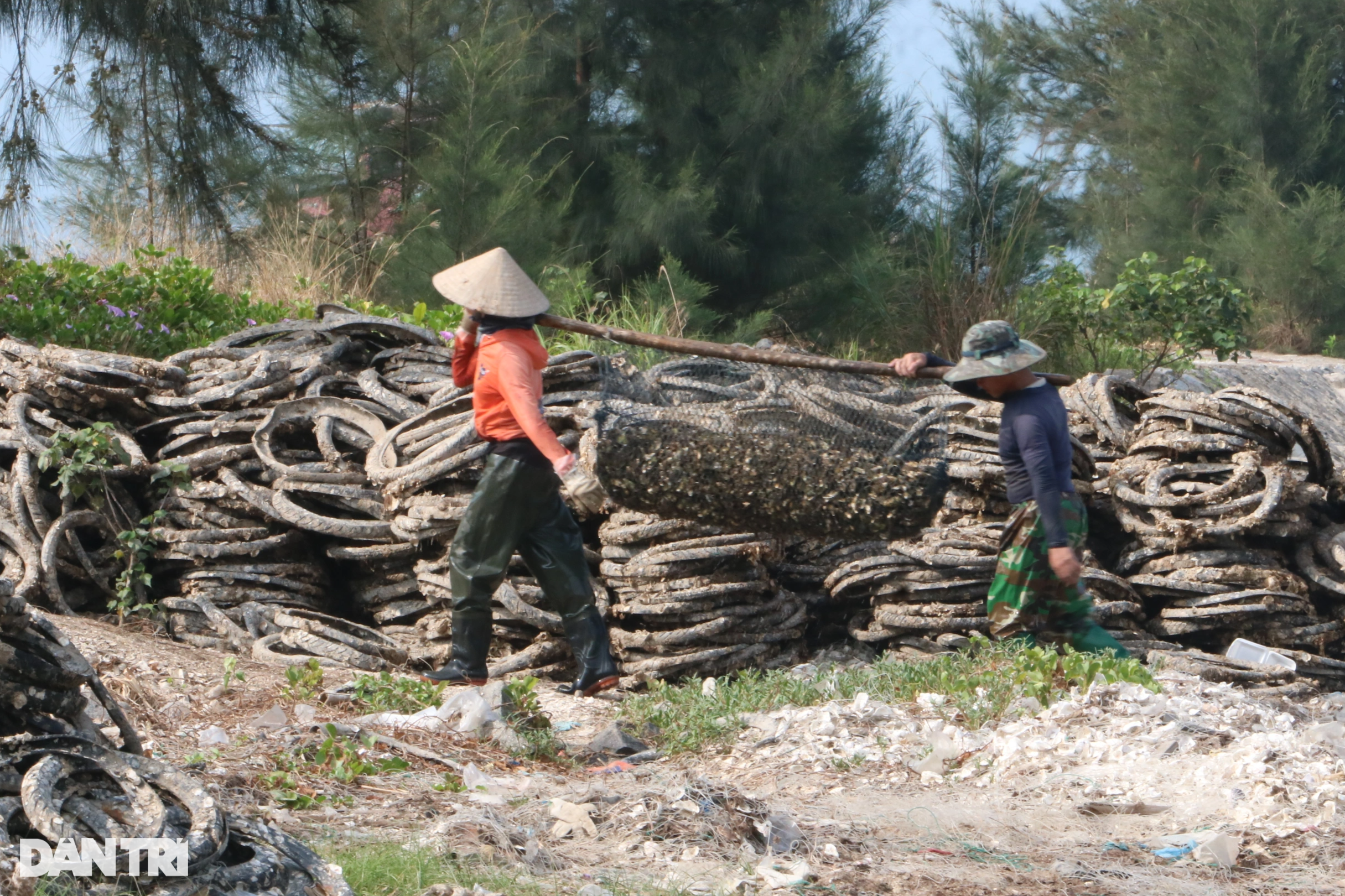 Gallery - 500 "triệu phú" xứ Huế nhờ nuôi con đại bổ ở tuyệt tình cốc | Báo Dân trí