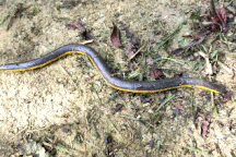 Loài ếch có vẻ ngoài đáng sợ giống rắn, nằm trong sách đỏ Việt Nam