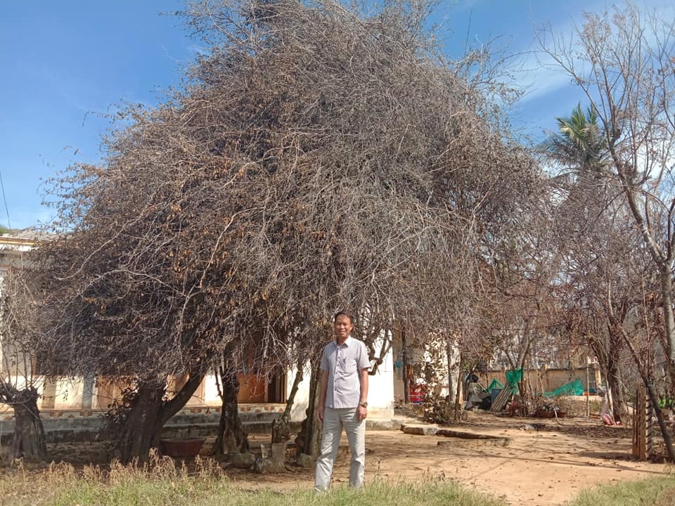 Cây xanh trên đảo tiền tiêu trụi lá sau bão lớn - 3 Cây xanh trên đảo tiền tiêu trụi lá sau bão lớn - 3
