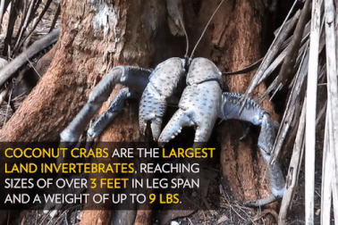 Kỳ lạ loài cua khổng lồ có thể leo cây, chuyên săn mồi chuột và chim