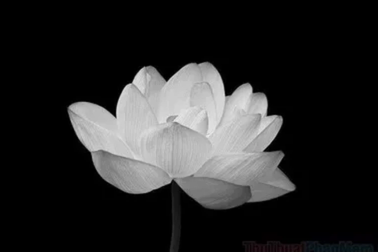 THÔNG BÁO: TIN BUỒN