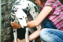 Dịch vụ thẩm mỹ cho... thú cưng