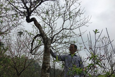 Xuân nở sớm ở “thủ phủ” đào phai