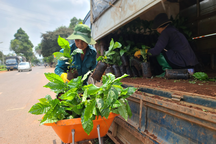 Cà phê giá cao chưa từng có, nông dân đổ xô mua cây giống