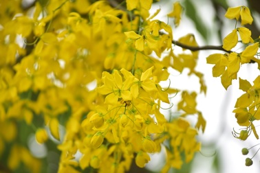 Mùa muồng hoàng yến vàng rực một góc trời Hà Nội