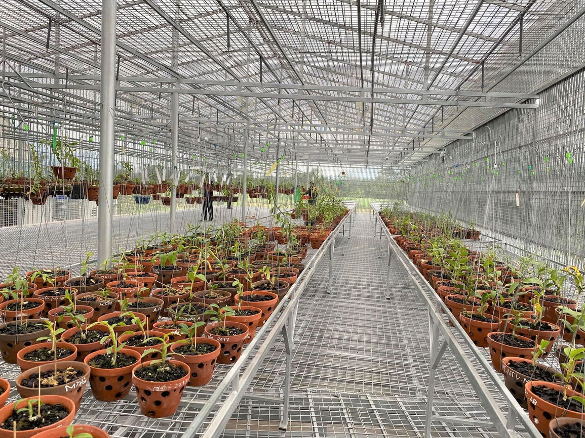 Lan đột biến hết thời tiền tỷ, tụt dốc rẻ hơn... rau muống - 7 Lan đột biến hết thời tiền tỷ, tụt dốc rẻ hơn... rau muống - 7